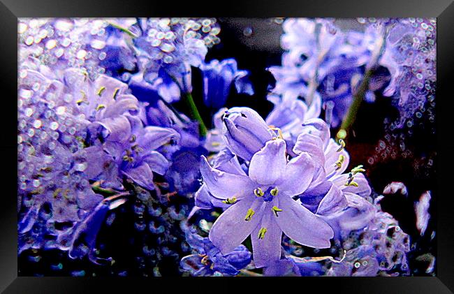  bluebells in the rain  Framed Print by dale rys (LP)