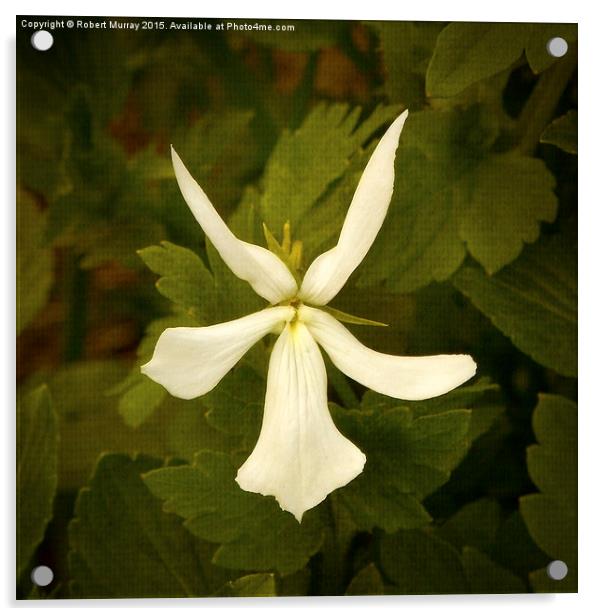Viola cornuta Acrylic by Robert Murray