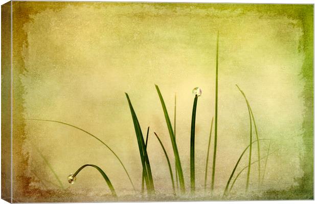  Abstract Grass Canvas Print by Svetlana Sewell