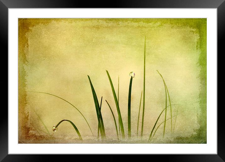  Abstract Grass Framed Mounted Print by Svetlana Sewell