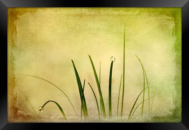  Abstract Grass Framed Print by Svetlana Sewell