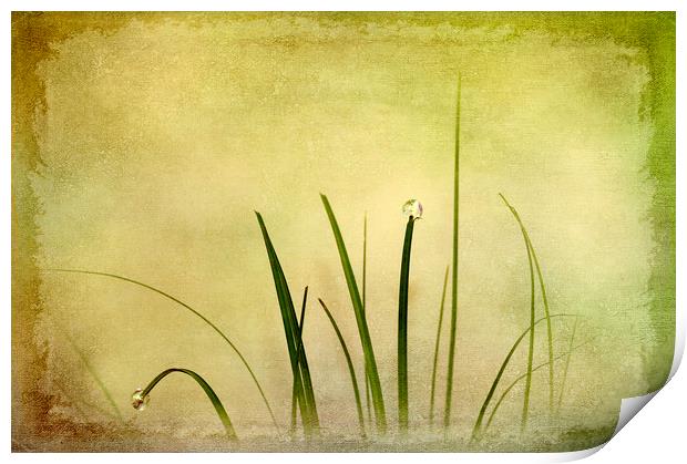  Abstract Grass Print by Svetlana Sewell