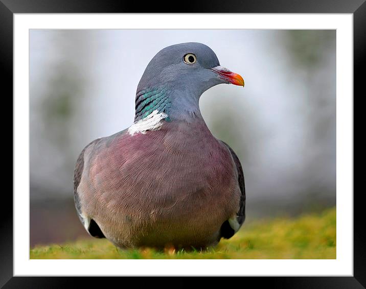  Wood pigeon Framed Mounted Print by Macrae Images