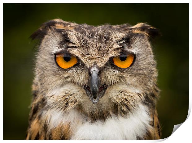  Eagle Owl Stare Print by Adam Payne