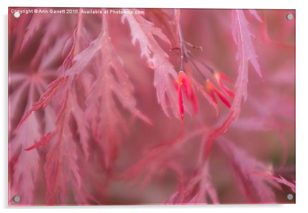 Scarlet Japanese Maple Acrylic by Ann Garrett
