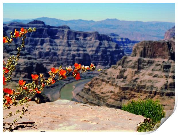  Grand Canyon Guano Point West Rim Print by Andy Smith