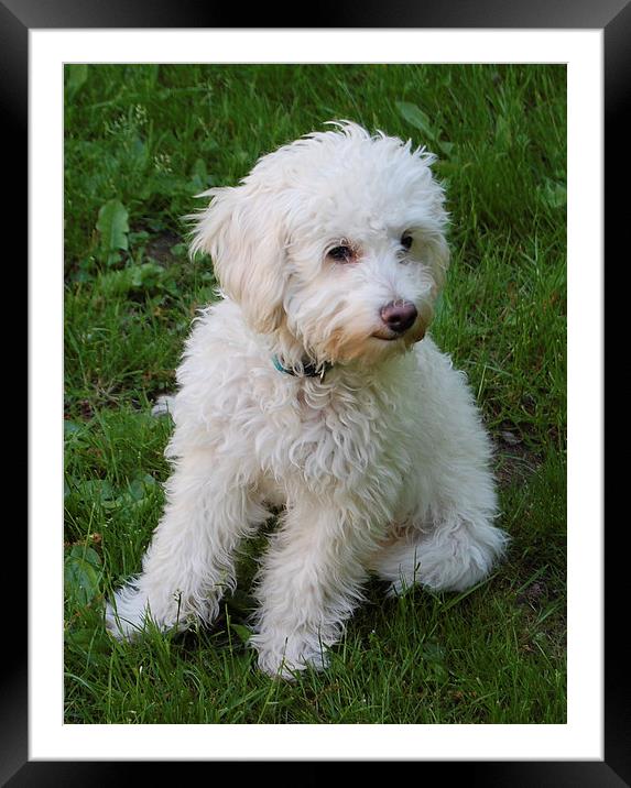 Puppy on Lawn  Framed Mounted Print by james balzano, jr.