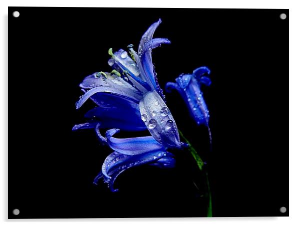  scottish bluebells Acrylic by dale rys (LP)