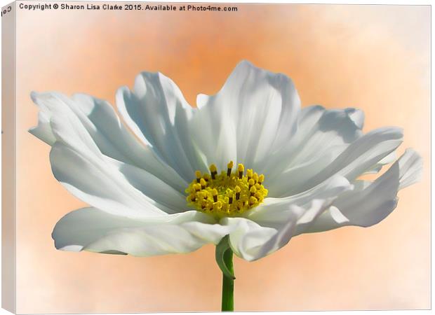  Pure Cosmos Canvas Print by Sharon Lisa Clarke