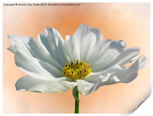  Pure Cosmos Print by Sharon Lisa Clarke