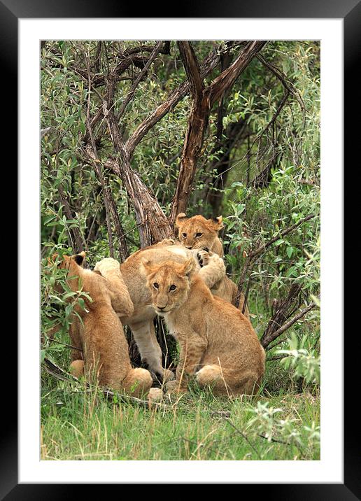  Masai Mara Lion Cubs  Framed Mounted Print by Aidan Moran