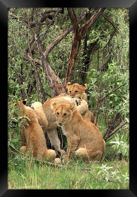  Masai Mara Lion Cubs  Framed Print by Aidan Moran