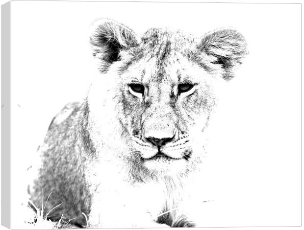 African Lion  Canvas Print by Aidan Moran