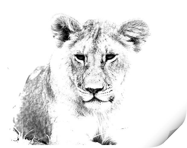 African Lion  Print by Aidan Moran