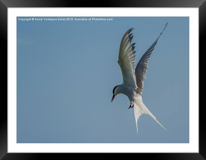  In Flight Arctic Tern Framed Mounted Print by Sandi-Cockayne ADPS