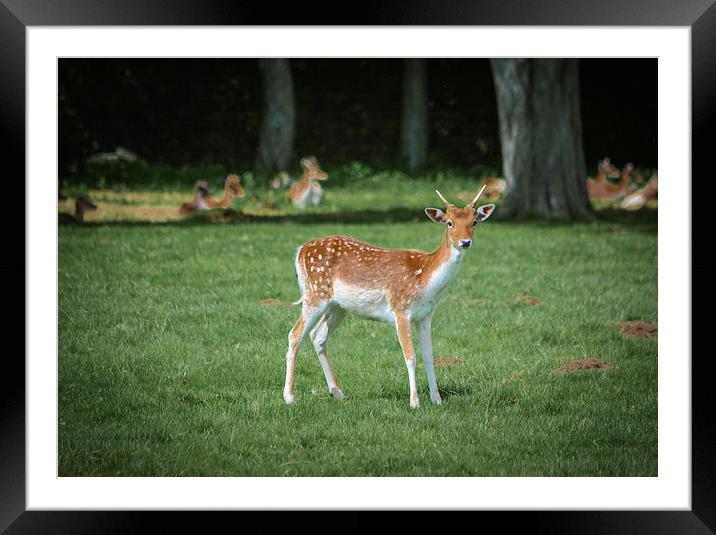  Oh Deer Framed Mounted Print by Jason Moss