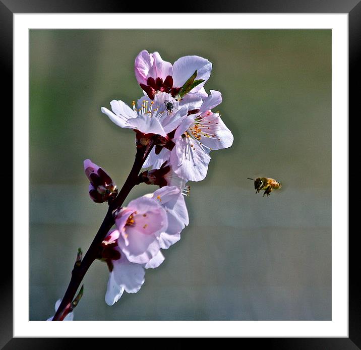  Almond Blossom with Honey Bee Framed Mounted Print by Irina Walker
