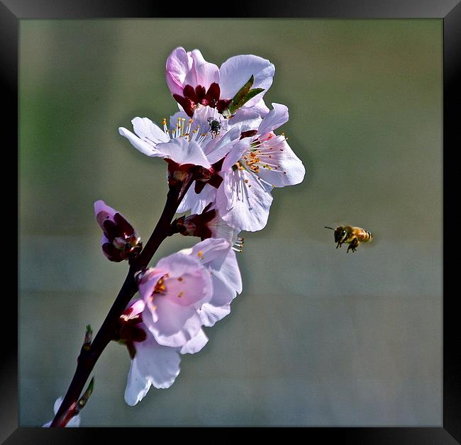  Almond Blossom with Honey Bee Framed Print by Irina Walker