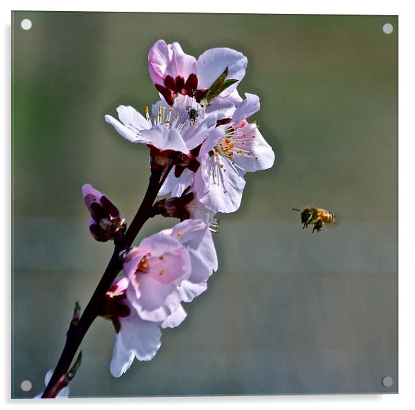  Almond Blossom with Honey Bee Acrylic by Irina Walker