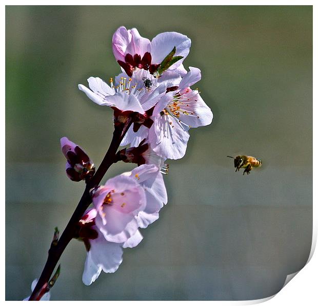  Almond Blossom with Honey Bee Print by Irina Walker