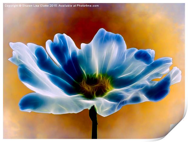  Blue Cosmos Print by Sharon Lisa Clarke