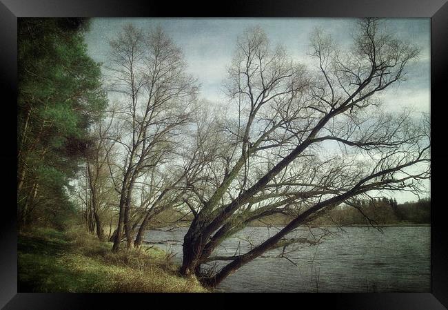 Along the river #6 Framed Print by Piotr Tyminski