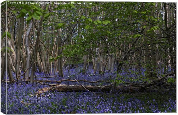  Bluebell Woods Canvas Print by Ian Sweetman