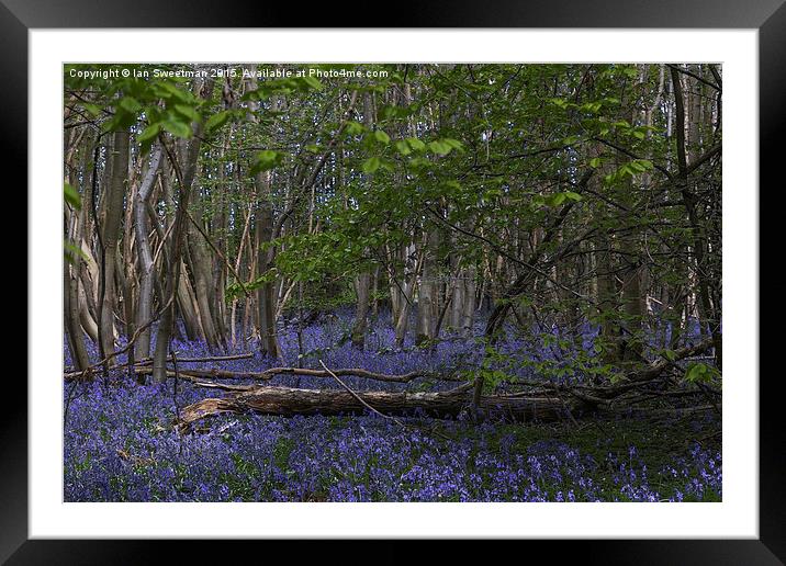  Bluebell Woods Framed Mounted Print by Ian Sweetman