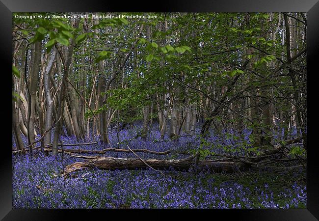  Bluebell Woods Framed Print by Ian Sweetman