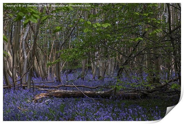  Bluebell Woods Print by Ian Sweetman