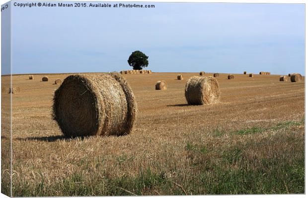  Straw Bale Field  Canvas Print by Aidan Moran