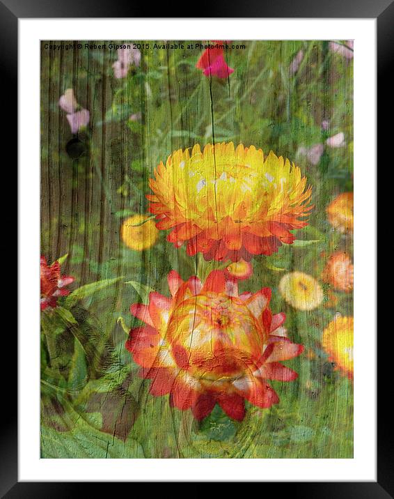  Flowers On Wood. Framed Mounted Print by Robert Gipson