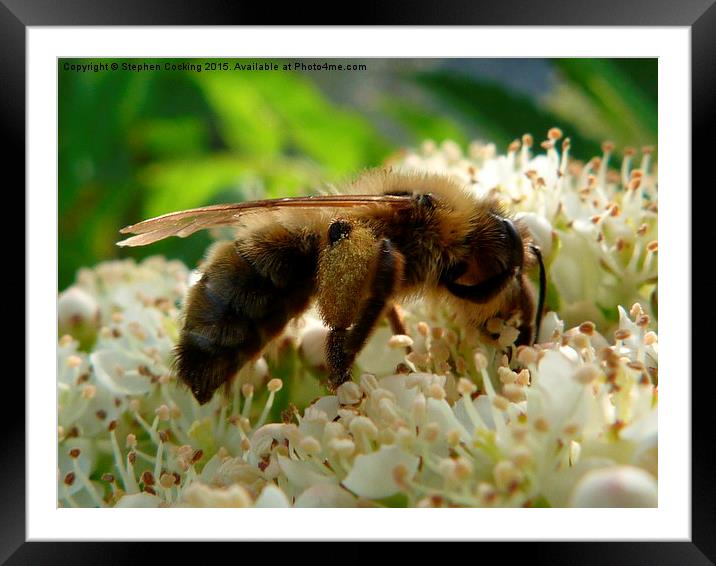  Bee on Tree Blossom Framed Mounted Print by Stephen Cocking