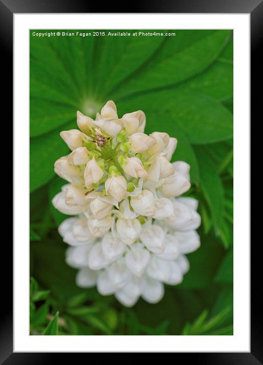  White Lupin Framed Mounted Print by Brian Fagan