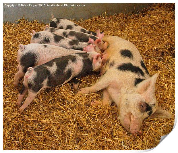  Pig contentment Print by Brian Fagan