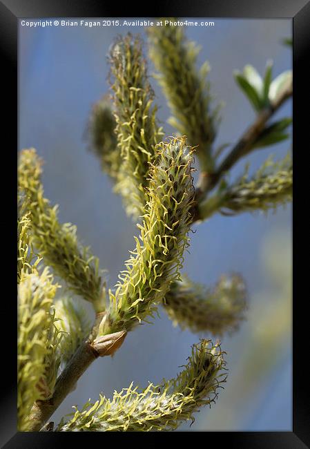  Spring Willow Blossom Framed Print by Brian Fagan
