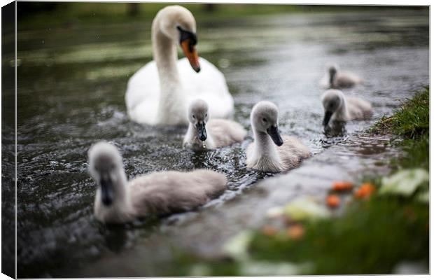  Baby Swans Canvas Print by David Shackle
