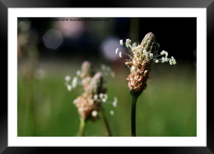  Delicate Wildflowers  Framed Mounted Print by Rebecca Hansen
