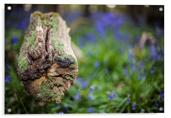  Wood Amongst Bluebells Acrylic by David Shackle