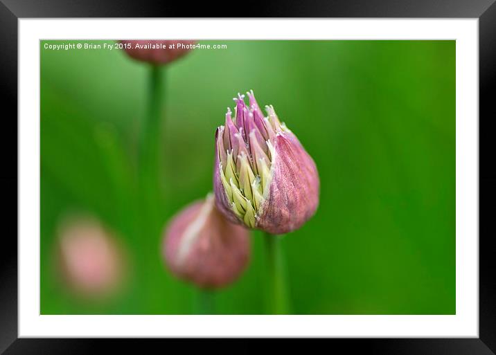  Chive flower Framed Mounted Print by Brian Fry