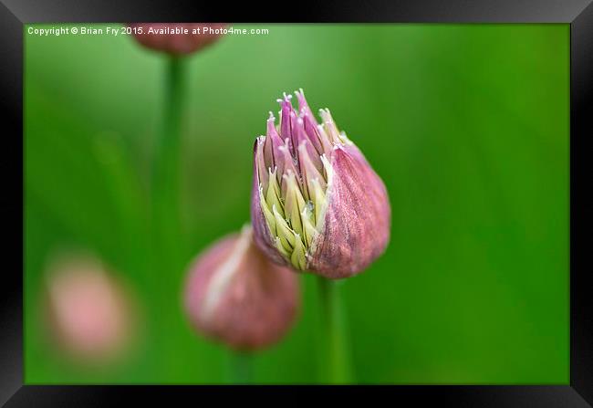  Chive flower Framed Print by Brian Fry