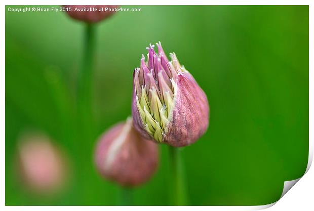  Chive flower Print by Brian Fry