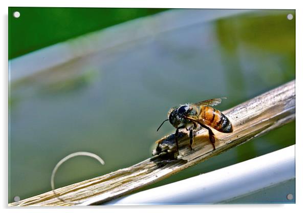  Honey Bee Acrylic by Irina Walker