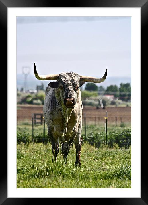  Longhorn Bull Framed Mounted Print by Irina Walker