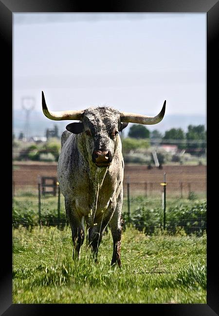  Longhorn Bull Framed Print by Irina Walker