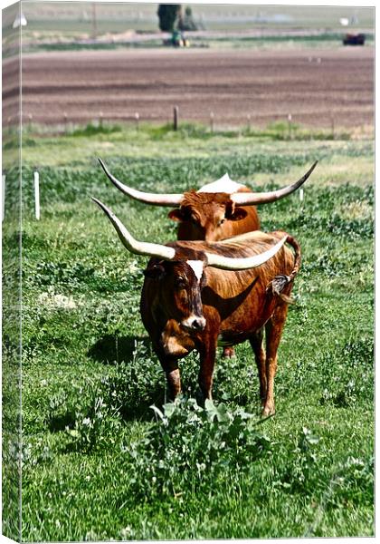  Texas Longhorn Cows Canvas Print by Irina Walker