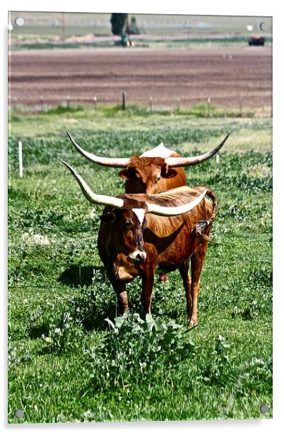  Texas Longhorn Cows Acrylic by Irina Walker
