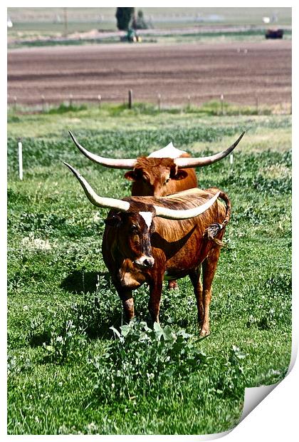  Texas Longhorn Cows Print by Irina Walker