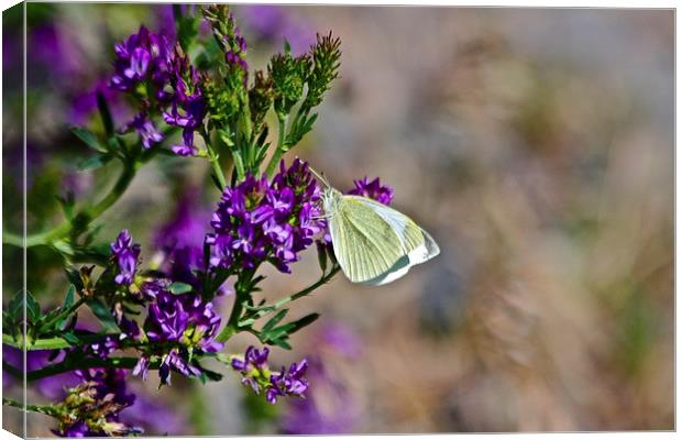  Cabbage Butterly Canvas Print by Irina Walker