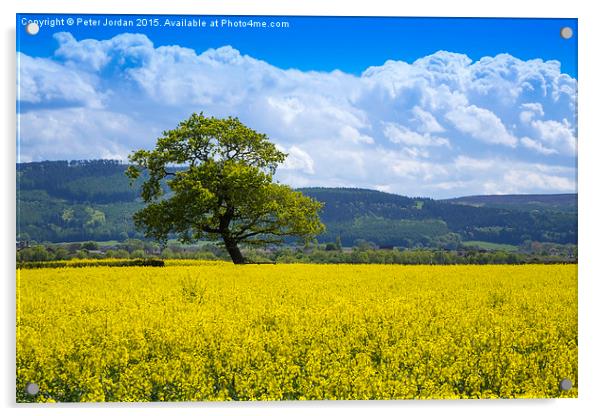  Tree Yellow Spring 1 Acrylic by Peter Jordan